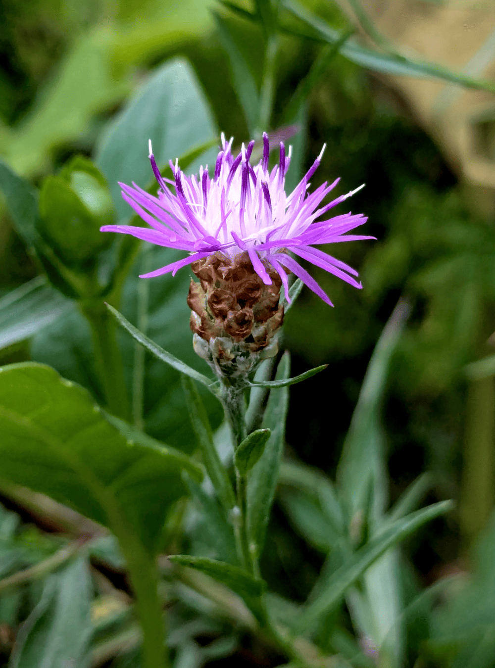 Blüte der Wiesen-Flockenblume, auch Gewöhnliche Flockenblume
